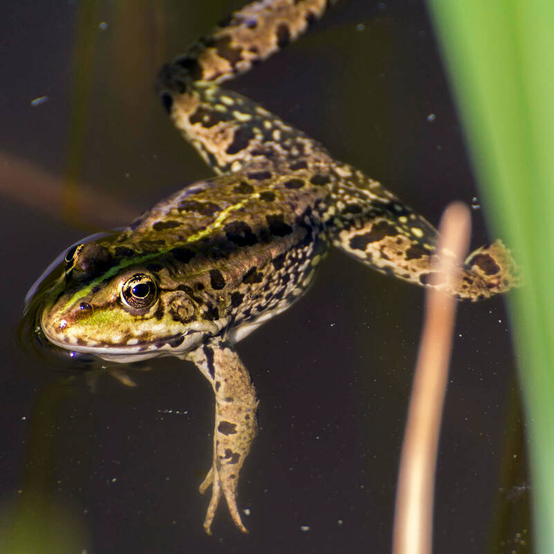 Frosch