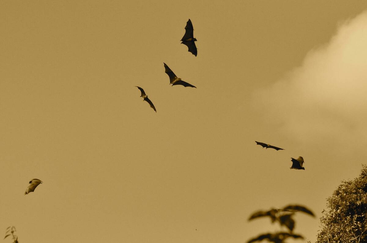 Fledermäuse im Flug