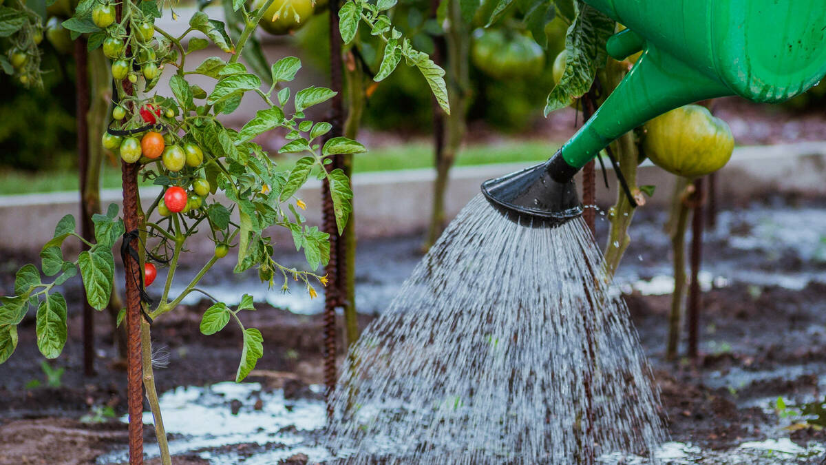 Garten gießen Gemüsebeet Gießkanne 