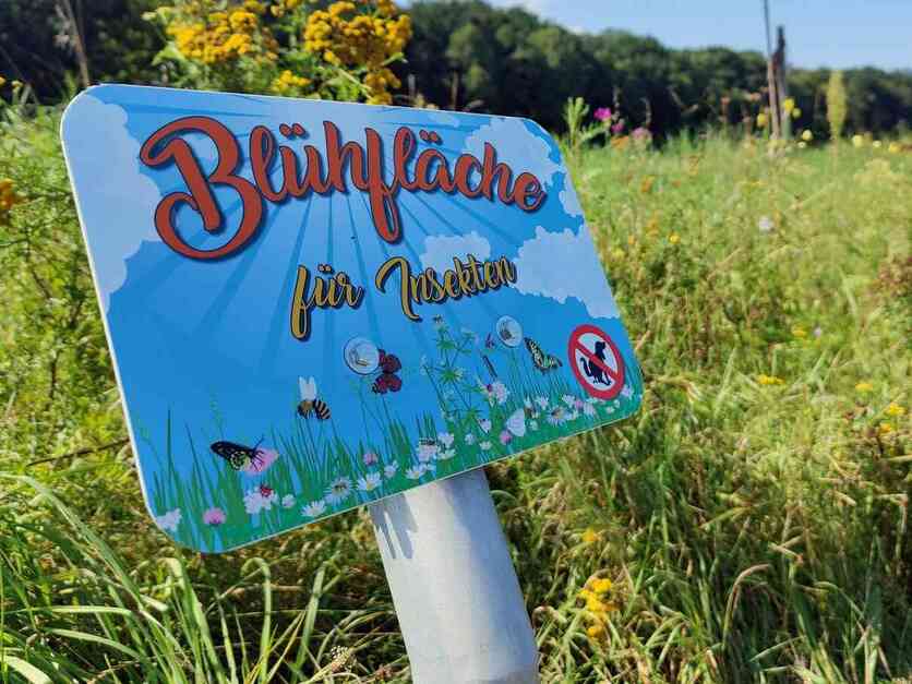 Blühfläche für Insekten in Heßdorf